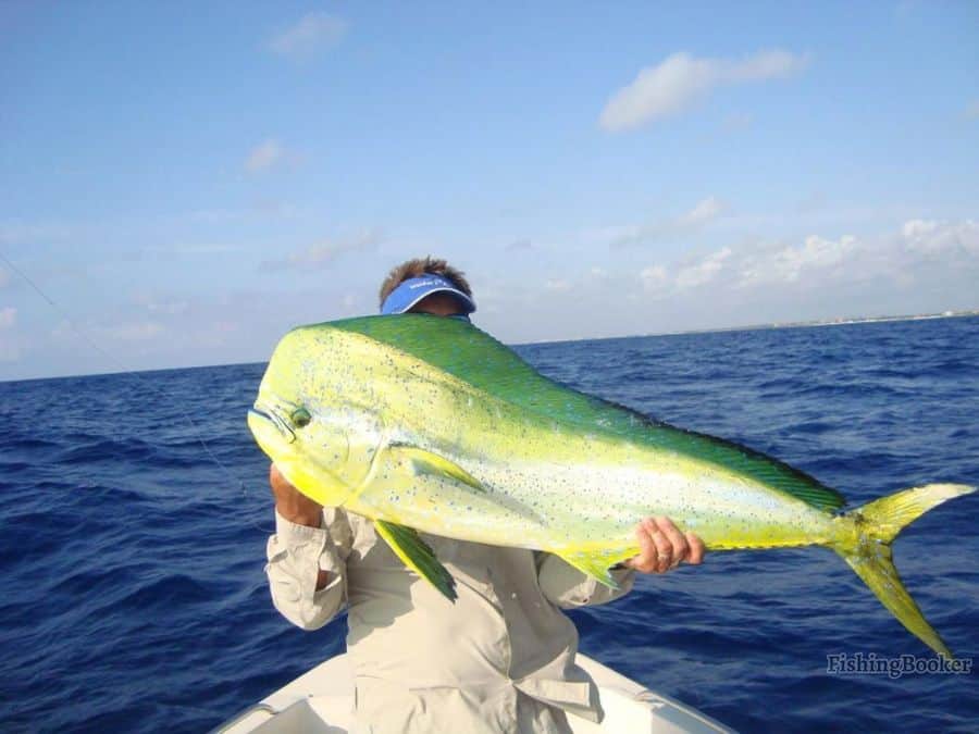 Best Times & Seasons to Fish Cozumel (Complete Guide) - Freshwater Fishing  Advice