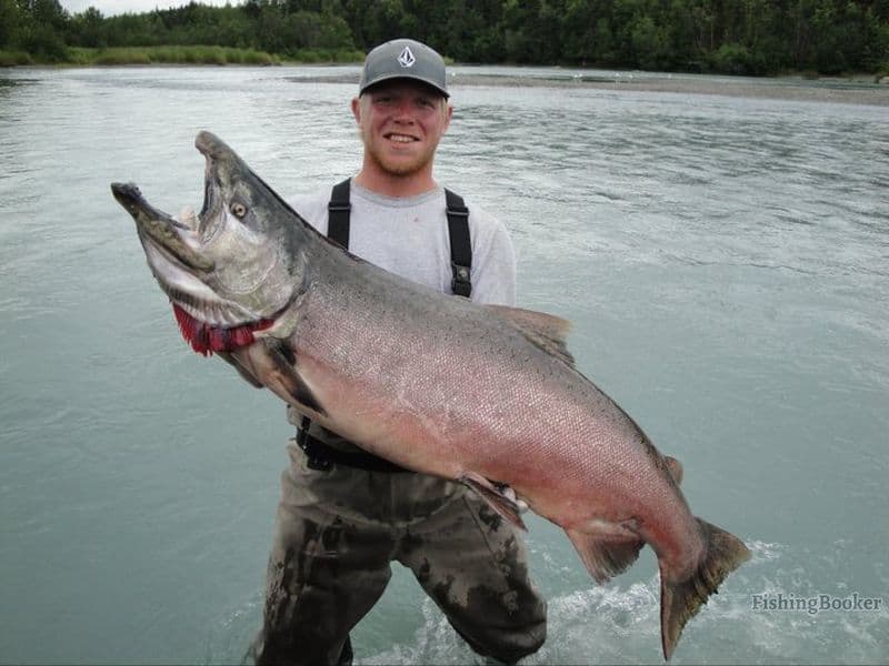 salmon caught by an angler