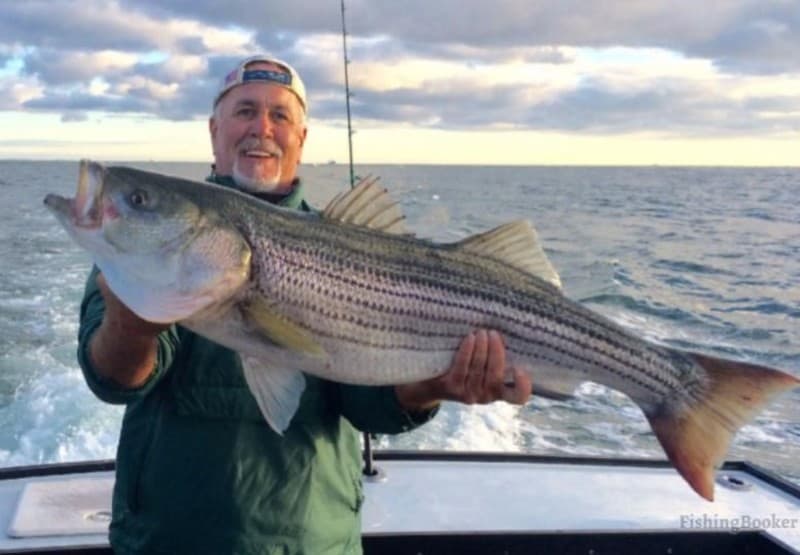 striped bass caught by angler