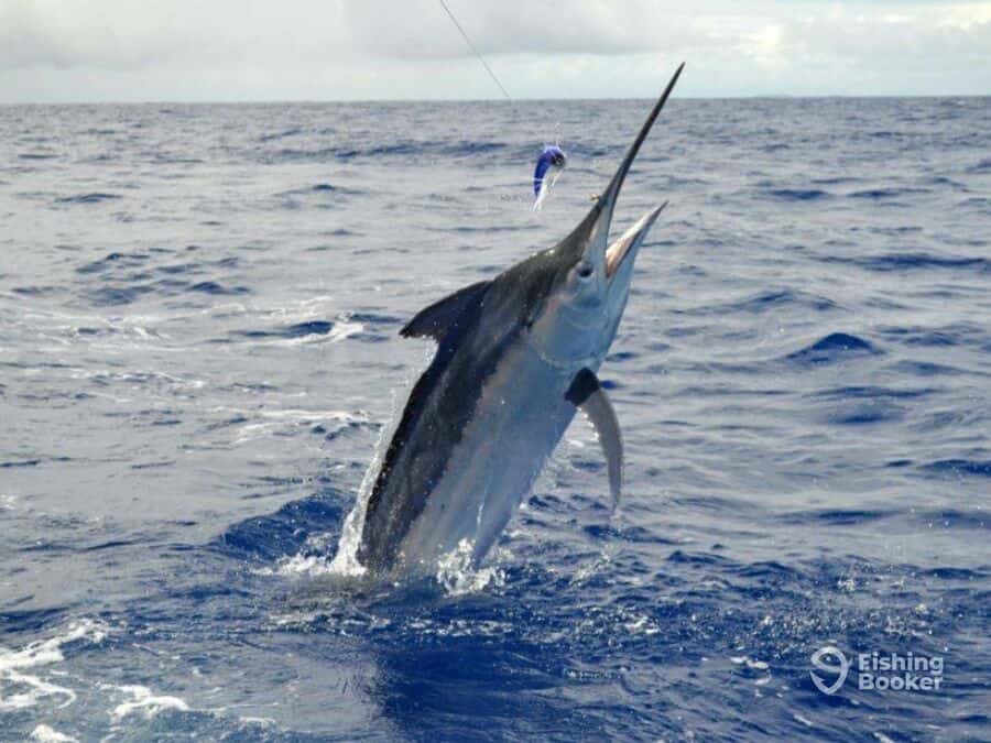 marlin hooked and jumping from the water