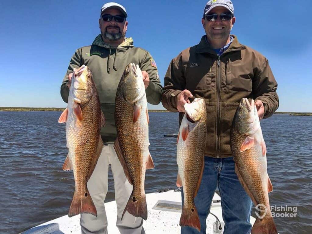 redfish caught by anglers