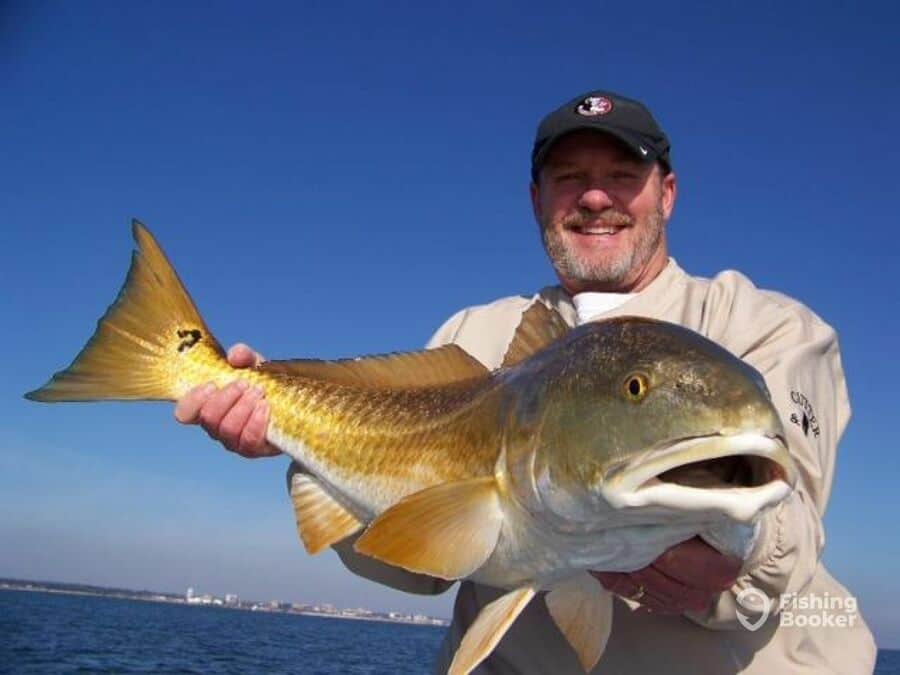 redfish caught