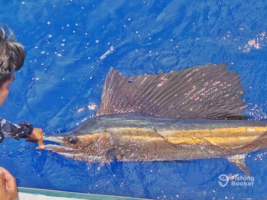 sailfish caught