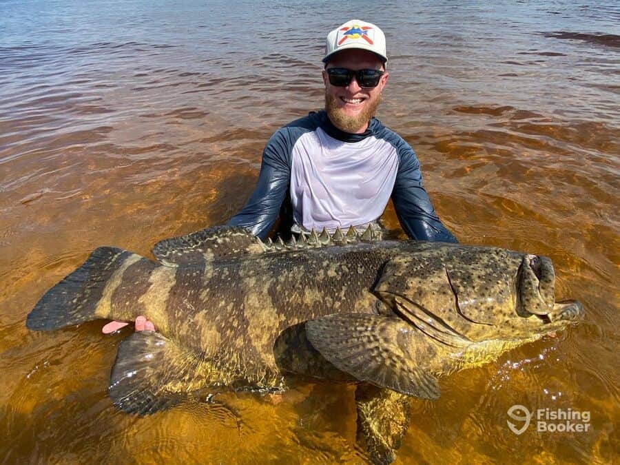 grouper caught