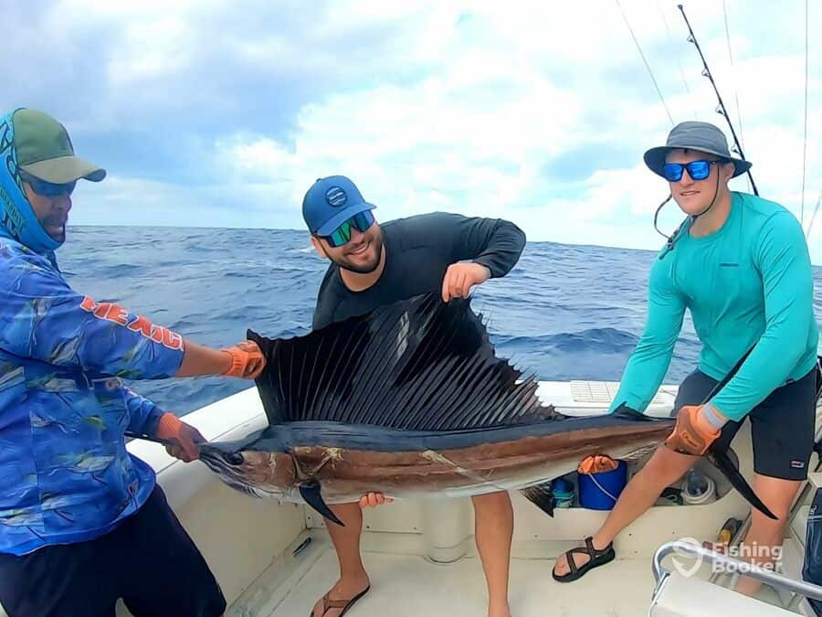 sailfish caught by anglers