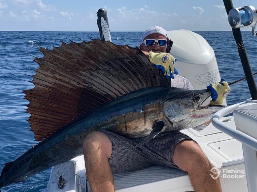 nice sailfish being held by happy angler