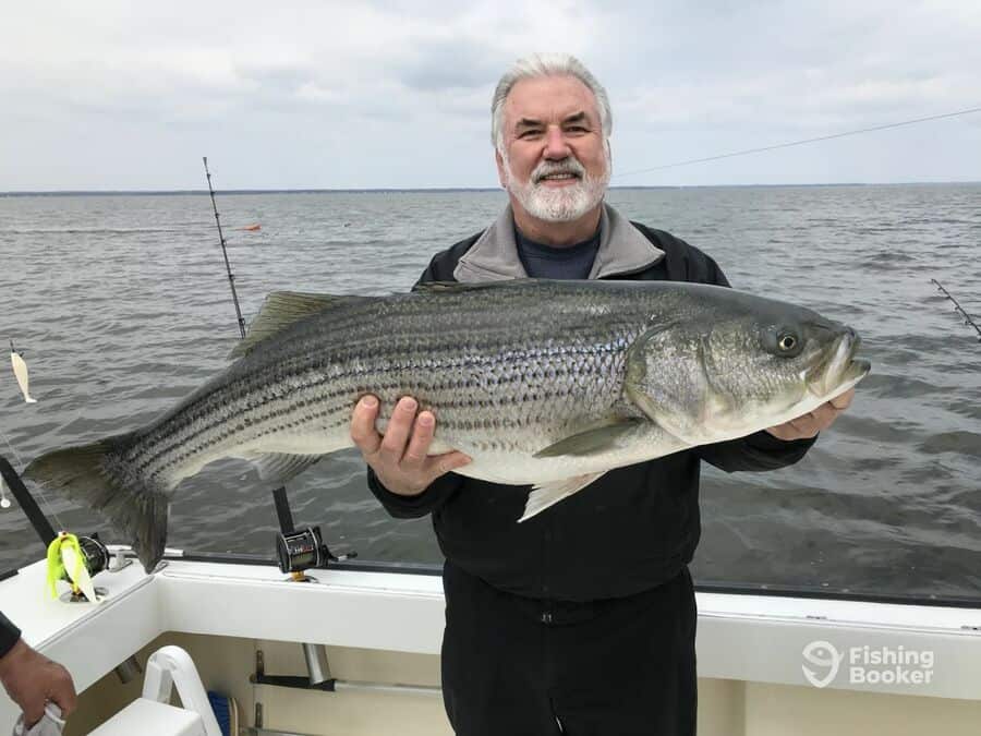 striped bass caught by an angler