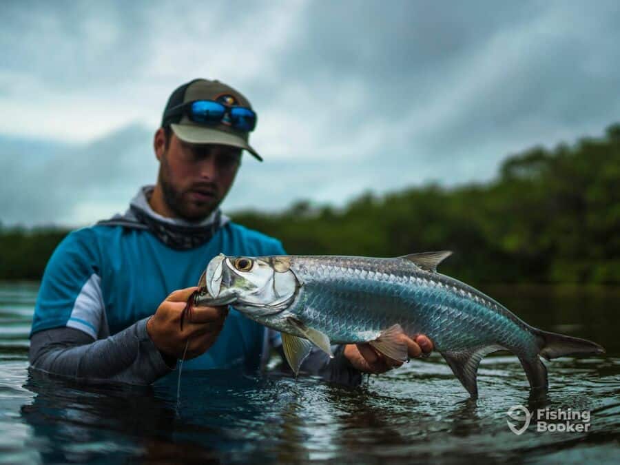 tarpon caught