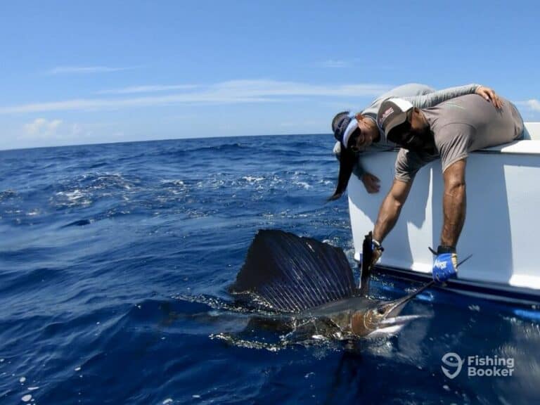 Best Times & Seasons to Catch Sailfish in Costa Rica