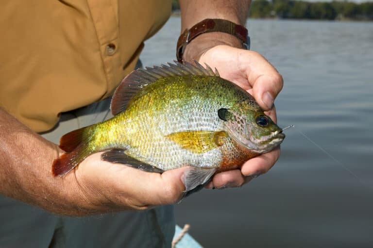 Best Water Temperatures for Bluegill Fishing (Full Guide)