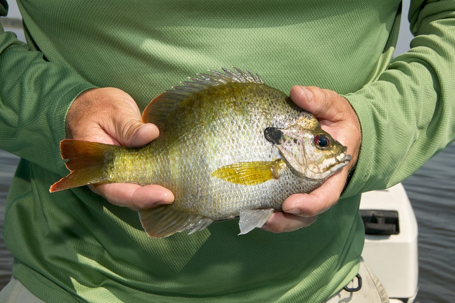 person holding a bluegill