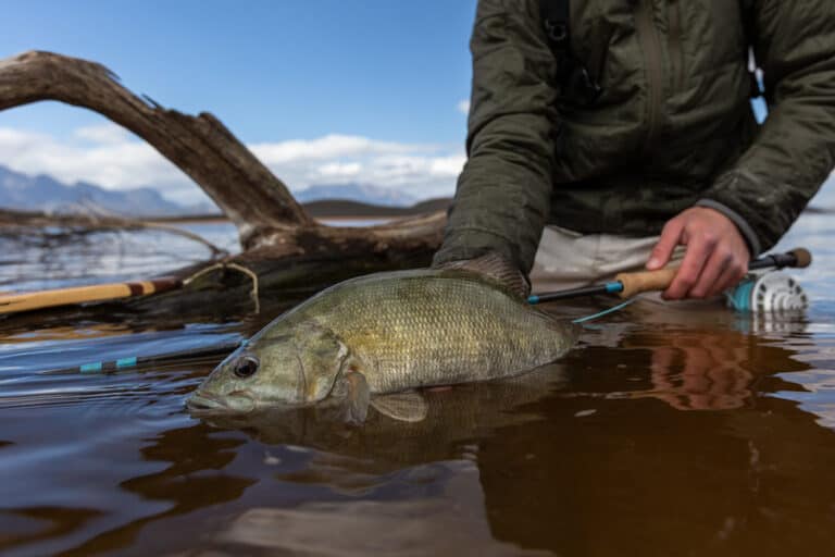 Best Water Temperatures for Smallmouth Bass Fishing