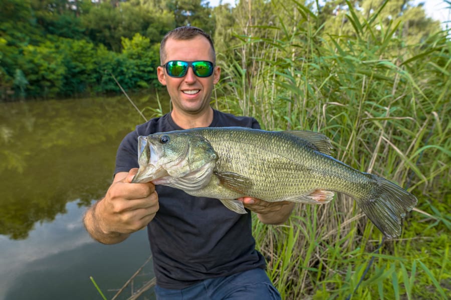 big bass caught right near dense patch reeds