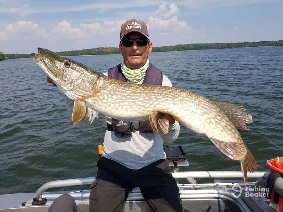 big northern pike caught by happy angler