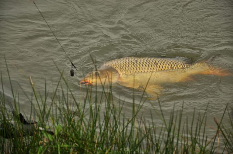 Carp Fishing on Windy Days (Complete Guide)