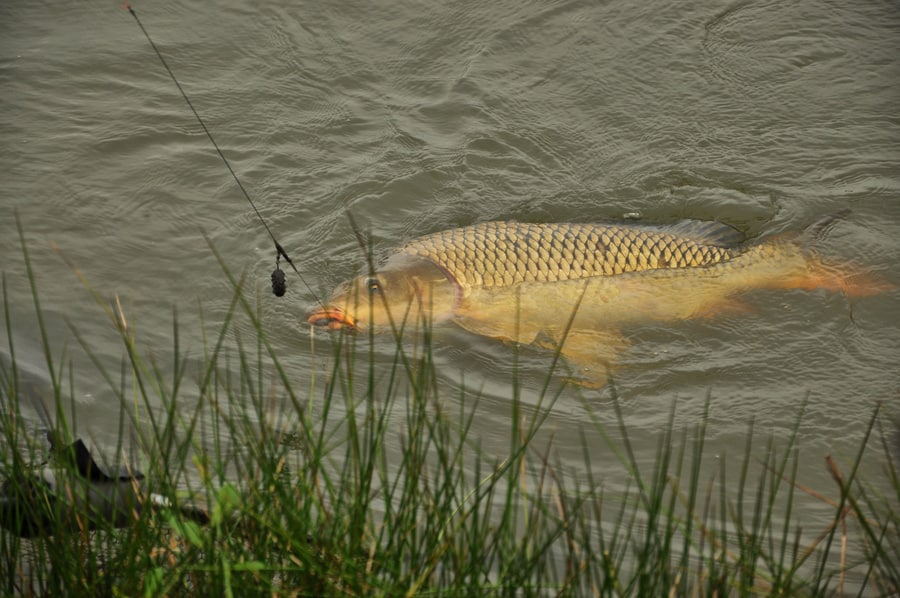 carp caught on dull colored bait