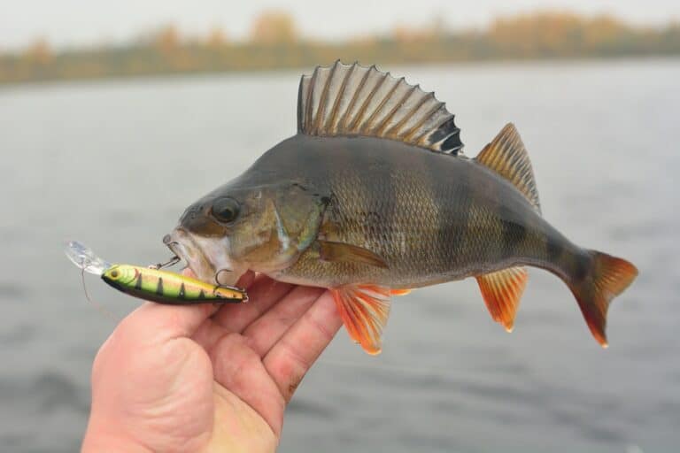 Best Bait & Lure Colors for Perch Fishing (Complete Guide)