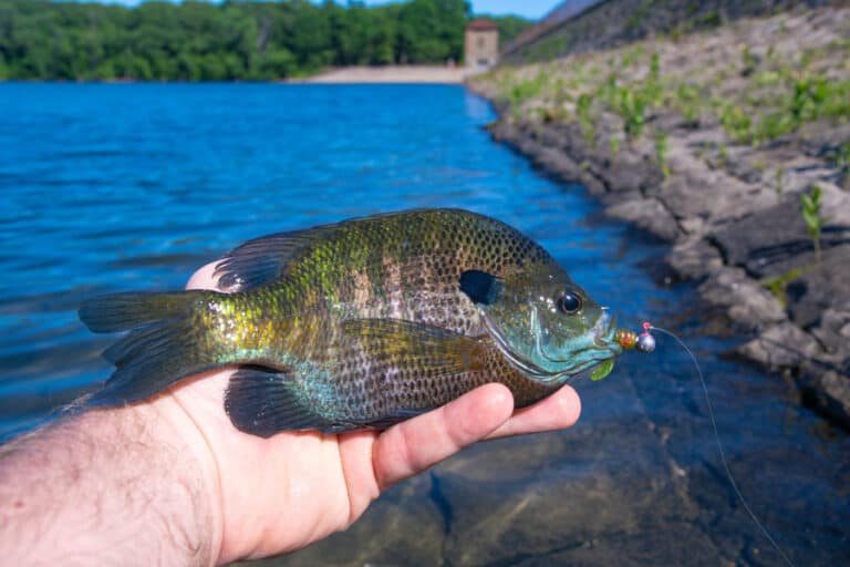 Best Bait & Lure Colors for Bluegill Fishing (Full Guide)