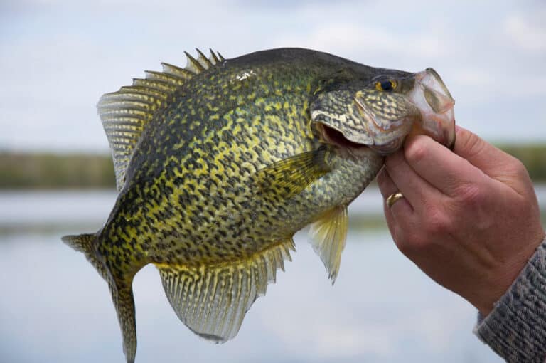 How Weather Conditions Impact Crappie Fishing (Full Guide)