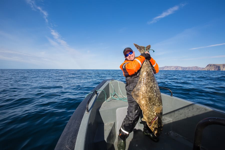 huge halibut near iceland