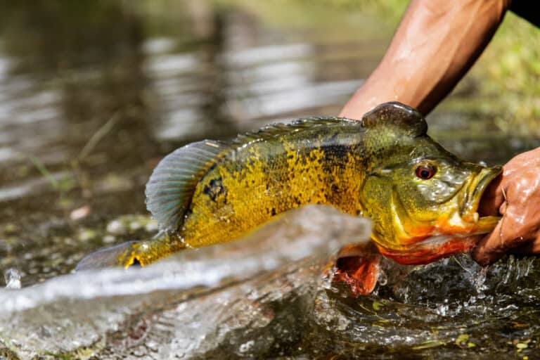 Best Times to Fish in the Amazon (Seasonal Guide)