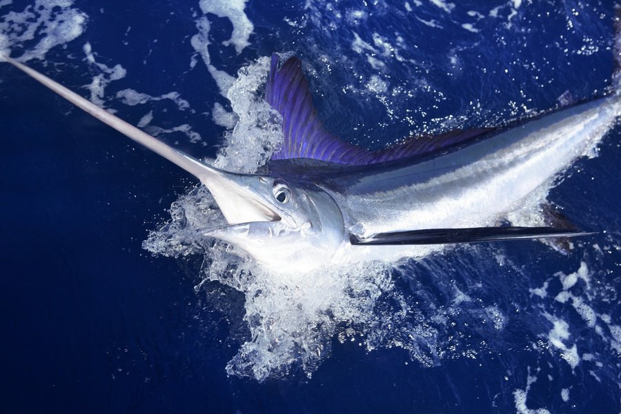 marlin fishing