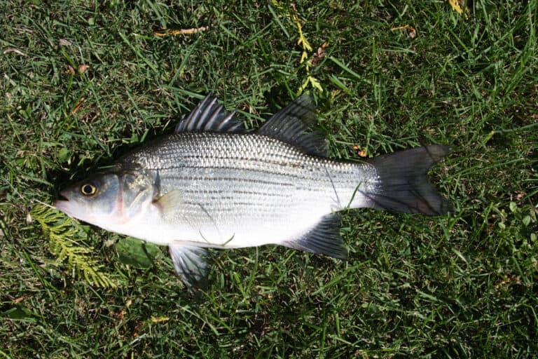 Best Water Temperatures for White Bass Fishing (Full Guide)