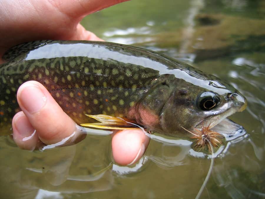 Best Water Temperatures for Brook Trout Fishing (Guide) Freshwater