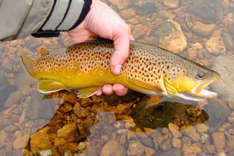 Best Water Temperatures for Brown Trout Fishing (Guide)