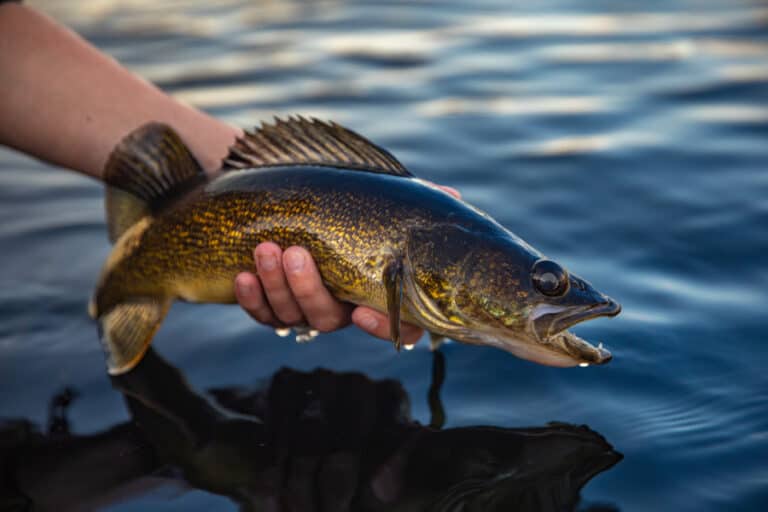 How Weather Conditions Impact Walleye Fishing (Full Guide)