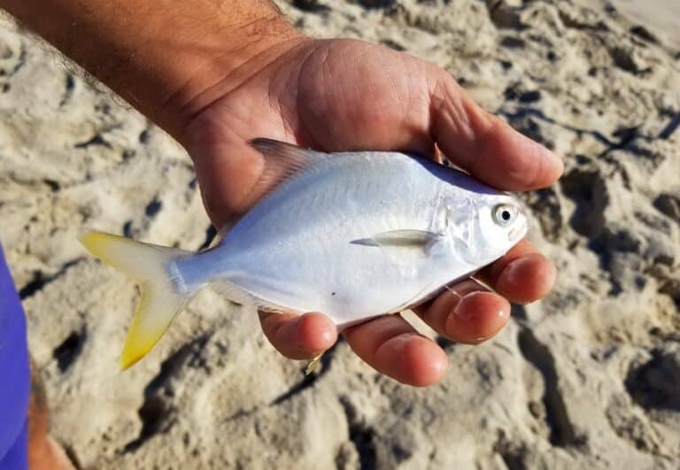 Best Water Temperatures for Pompano Fishing (Full Guide)