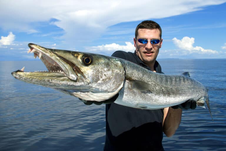 Best Times & Seasons to Catch Barracuda in Florida