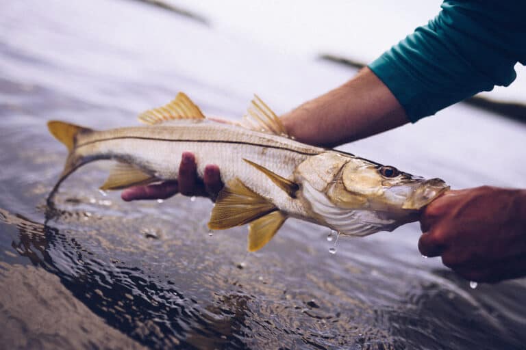 Best Times & Seasons to Catch Snook in Texas (Full Guide)