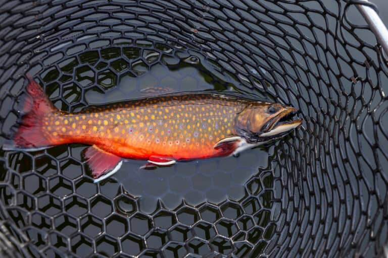 Best Water Temperatures for Brook Trout Fishing (Guide)