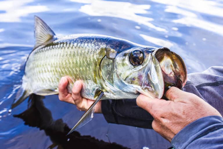 Best Water Temperatures for Tarpon Fishing (Complete Guide)