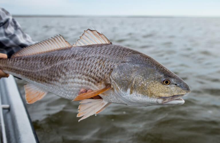 Redfish After Dark: Best Natural Baits to Use at Night